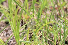 Sitochroa dasconalis