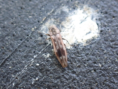 Agrilus lecontei
