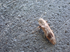 Agrilus lecontei