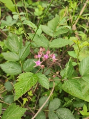 Rubus coreanus