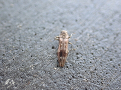 Agrilus lecontei