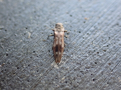 Agrilus lecontei