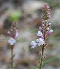 Verbena carnea