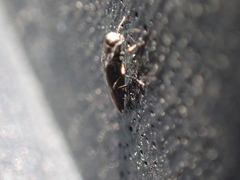 Agrilus lecontei