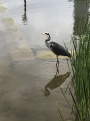 Ardea cinerea