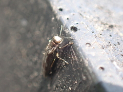 Agrilus lecontei