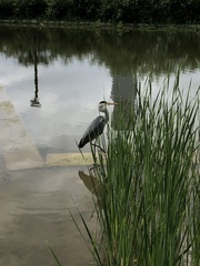Ardea cinerea