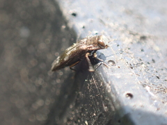 Agrilus lecontei