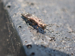 Agrilus lecontei