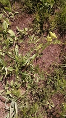 Polytaenia nuttallii