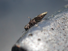 Agrilus lecontei