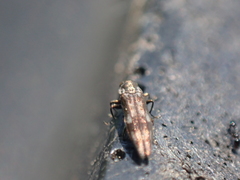 Agrilus lecontei