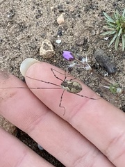 Bunochelis spinifera