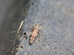 Agrilus lecontei