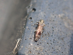 Agrilus lecontei