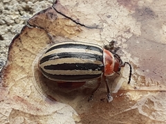 Kuschelina petaurista