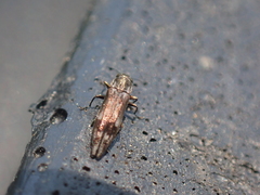 Agrilus lecontei