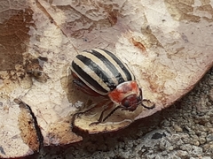 Kuschelina petaurista