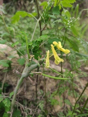 Corydalis balansae