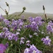 Matthiola bolleana viridis - Photo (c) damarisad, some rights reserved (CC BY-NC)