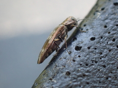 Agrilus lecontei