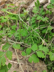 Corydalis balansae