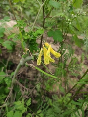 Corydalis balansae