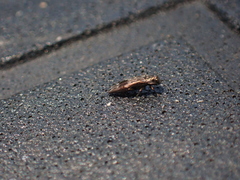 Agrilus lecontei