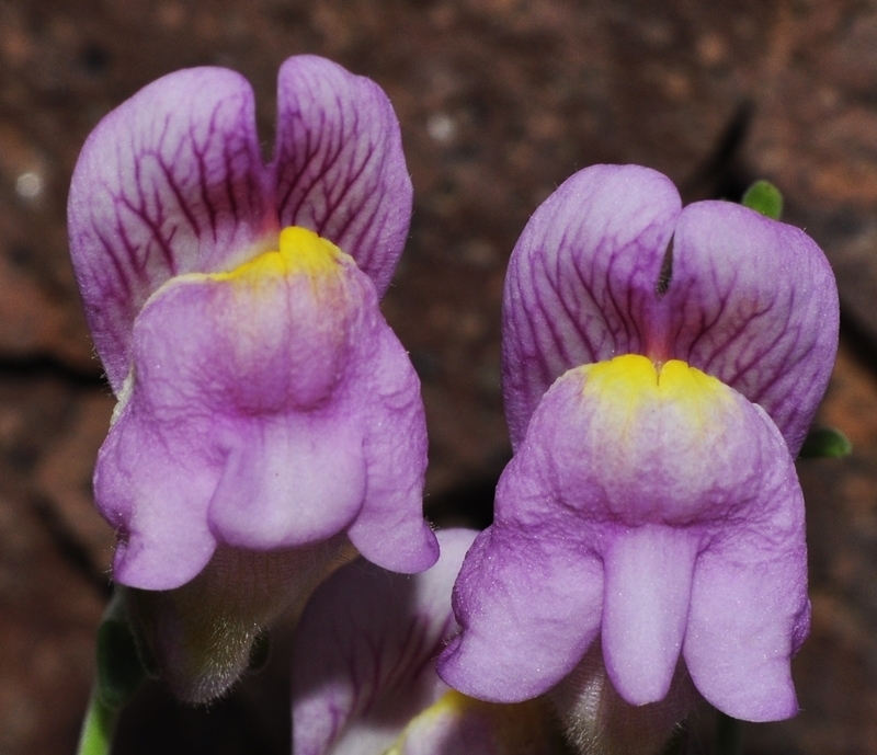 Antirrhinum charidemi