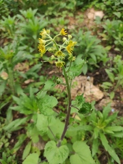 Sinosenecio oldhamianus