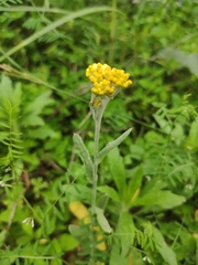 Pseudognaphalium affine