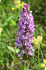 Orchis × hybrida