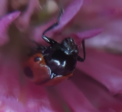 Cryptocephalus bipunctatus