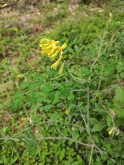 Corydalis balansae