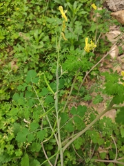Corydalis balansae