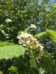 Crataegus coccinioides