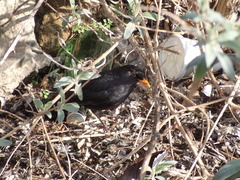 Turdus merula