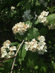 Crataegus coccinioides