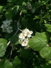 Crataegus coccinioides