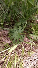 Napaea dioica