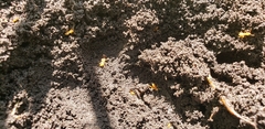 Lasius minutus