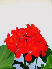 Pelargonium × hybridum