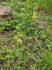 Rorippa indica