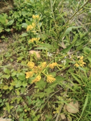 Rorippa indica