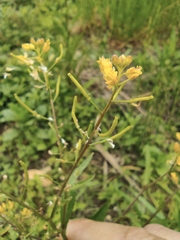 Rorippa indica