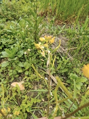 Rorippa indica