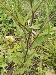 Rorippa indica
