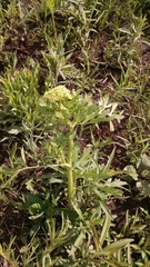 Polytaenia nuttallii