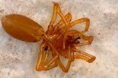 Dysdera crocata