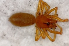 Dysdera crocata